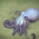 This very good octopus, Muusoctopus johnsonianus, was observed burrowing into sediment.